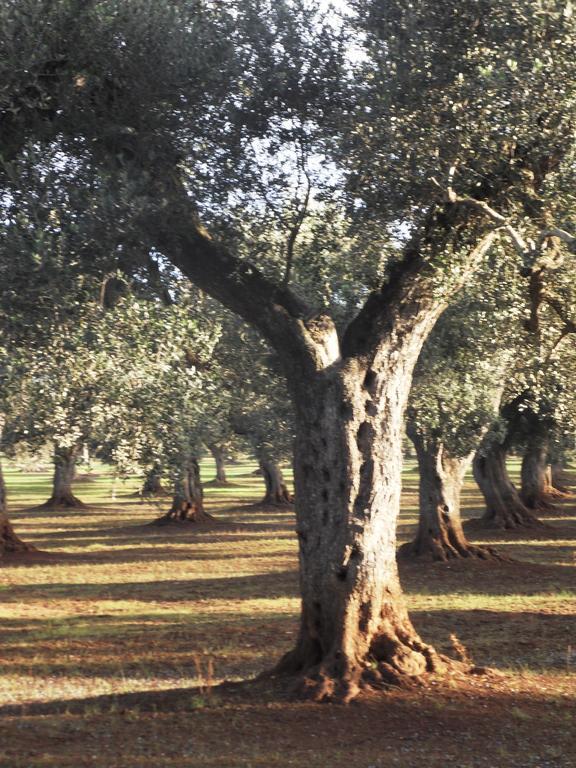 Farm stay Masseria Le Celline *